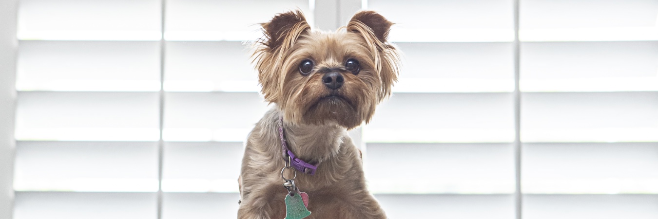 Dog in front of plantation shutters in Minneapolis